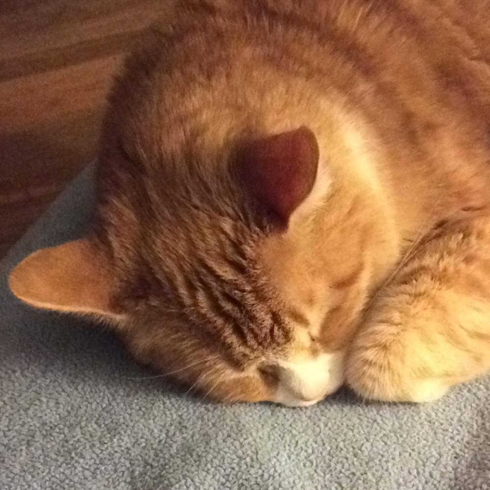 Meet your Posh Ambassador, Amy